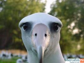 Канадский сфинкс - кошка фараонов 15 000 т.р котята