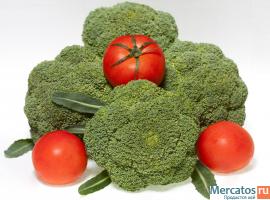 Канадский сфинкс - кошка фараонов 15 000 т.р котята