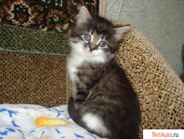 Пушистые котята