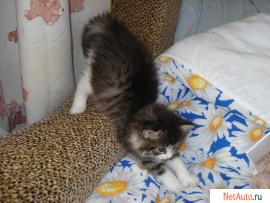 Пушистые котята