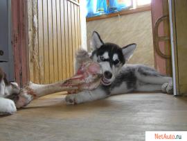 Сибирский хаски щенки, продаю.