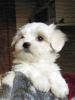 Мальтезе (болонка мальтийская) щенки