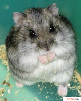 Джунгарские хомяки