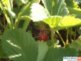 Дачный участок