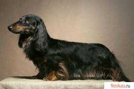 Такса карликовая д/ш щенки