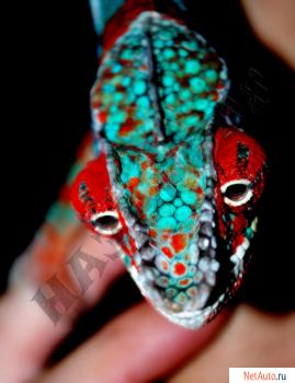 Художественная фотография