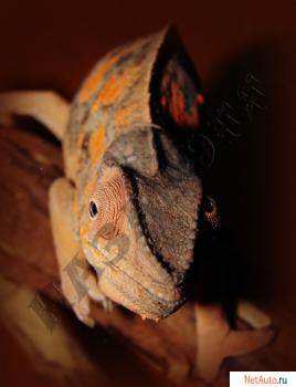 Художественная фотография