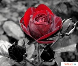 Художественная фотография