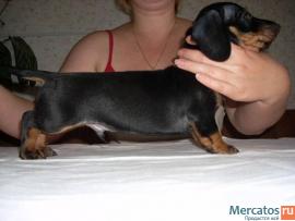 карликовые таксятки.