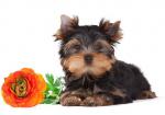 Щенки йоркширского терьера шикарные малыши для дома и души