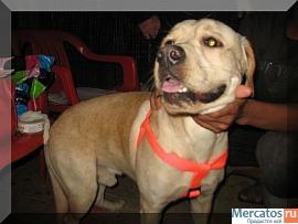 Собаки даром.Абсолютно домашние животные в приюте.Ждут Хозяина