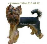 Стрижка собак, продажа собак, мальтийская болонка, йоркширский т