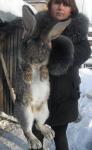 элитный племенной молодняк кроликов-гигантов