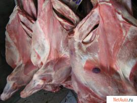 Govyadina-ohlazhdennaya-i-gz-1-kat-bychki-korovy-pt-Promzaboy