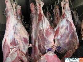 Govyadina-ohlazhdennaya-i-gz-1-kat-bychki-korovy-pt-Promzaboy-2