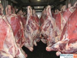 Govyadina-ohlazhdennaya-i-gz-1-kat-bychki-korovy-pt-Promzaboy-3