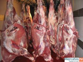 Govyadina-ohlazhdennaya-i-gz-1-kat-bychki-korovy-pt-Promzaboy-4