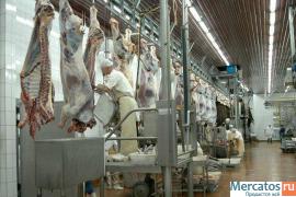 Govyadina-ohlazhdennaya-i-gz-1-kat-bychki-korovy-pt-Promzaboy-5