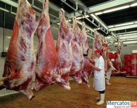 Govyadina-ohlazhdennaya-i-gz-1-kat-bychki-korovy-pt-Promzaboy-6