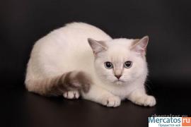 Скоттиш-страйт лайлак-силвер-линкс-пойнт