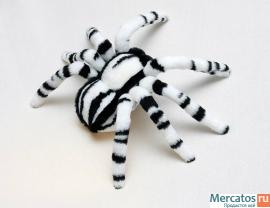 Паук птицеед белый. 2