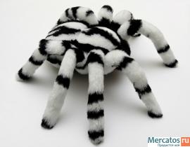 Паук птицеед белый. 3