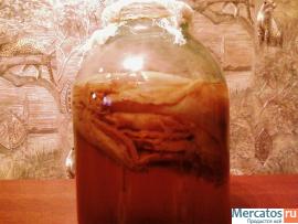 Чайный гриб