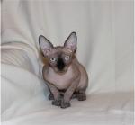 Канадский сфинкс. Котята.