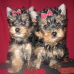 Yorkshirskogo-terera-schenki