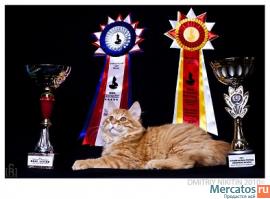 Курильский бобтейл.Шоу-класса котята.Питомник "Ночная Рысь"