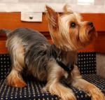 Стрижка собак, стрижка котов без наркоза. Бесплатный выезд на до