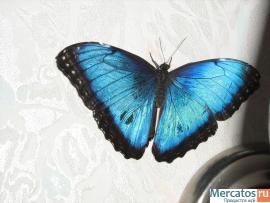 Запись информации с видео-кассеты на dvd диск и наоборот без пот