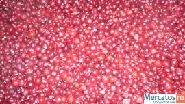 Продам клюкву