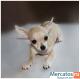 Prodaetsya-schenok-Chihuahua