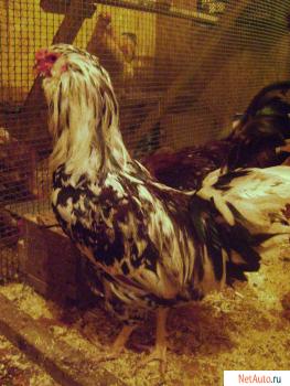 Петухи орлрвские.