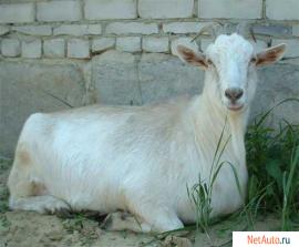 козы и козлики