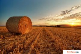 Сено россыпью , либо тюками