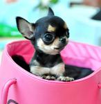 Одежда для собак, огромный выбор, низкие цены!