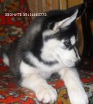 сибирский хаски,щенки недорого