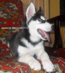 Сибирский хаски щенки,продам недорого