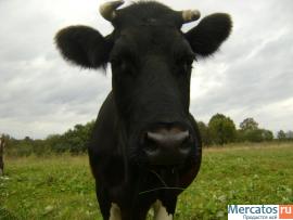 Деревенские продукты с доставкой 2