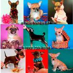 Чихуахуа и Русский Той-щенки.Актуальные фото.Прекрасный выбор.