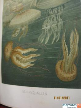 1893-g-Antikvarnaya-kniga-bolee-700-stranic-s-prekrasnymi-illyust-7