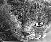 горячее кофе в банках 175 мл завода "лотте"