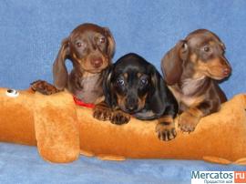 Щенки миниатюрной г/ш таксы (карликовой и кроличьей) в Воронеже