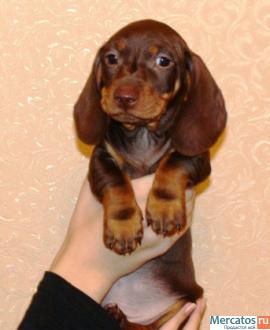 Щенки миниатюрной г/ш таксы (карликовой и кроличьей) в Воронеже