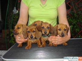 Щенки миниатюрной г/ш таксы (карликовой и кроличьей) в Воронеже