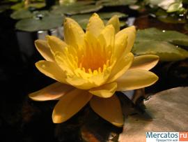 Продам эксклюзивный домашний пруд (можно в офис) 3