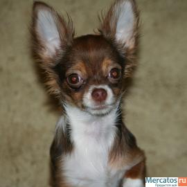 Продается щенок чихуахуа, мальчик шоколадного окраса, дл/шерстн,