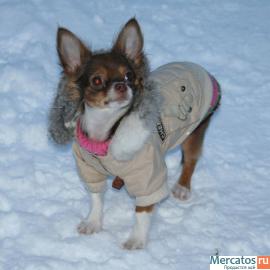 Продается щенок чихуахуа, мальчик шоколадного окраса, дл/шерстн,